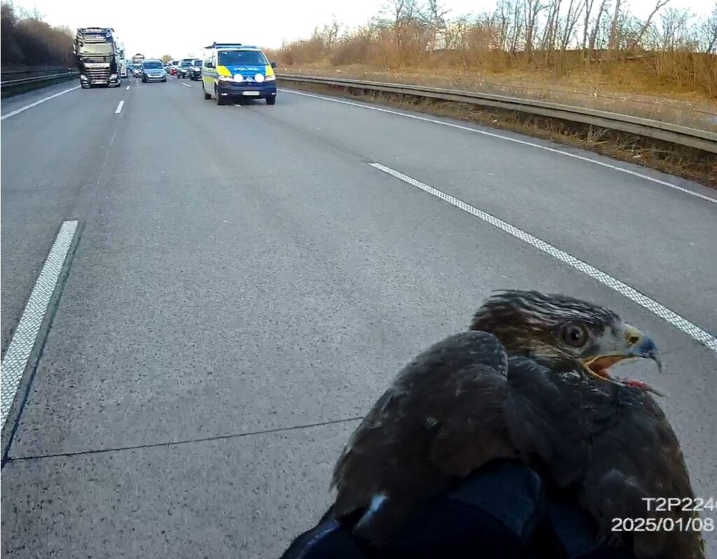 Greifvogel gerettet