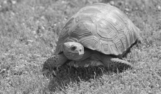 Schildkröte auf Rasen, schwarz-weiß