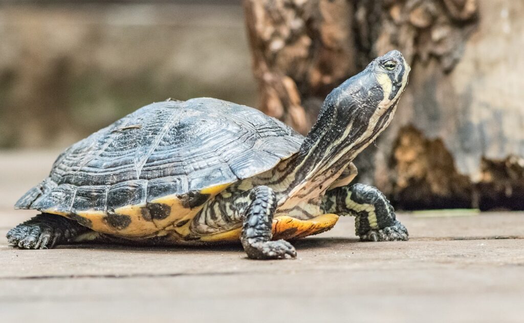 verschiedene Schildkröten Arten