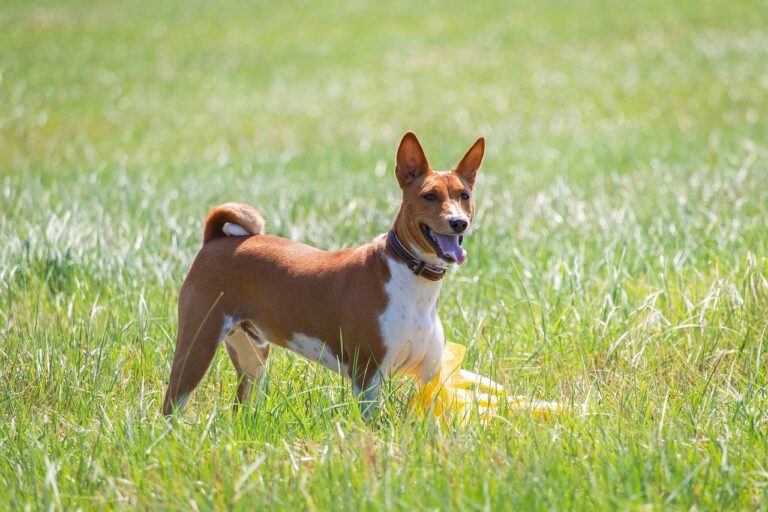 Hunderassen Basenji