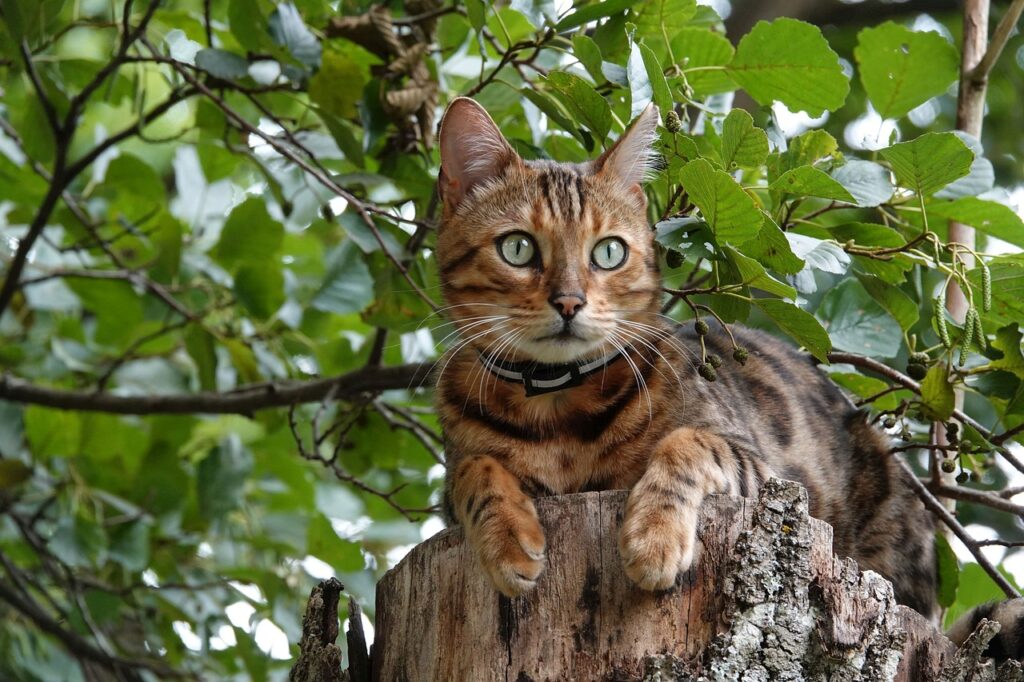 Mit ihrem leopardengleichen Fellmuster ist die Bengalkatze ein echter Hingucker. Sie ist intelligent, selbstbewusst und liebt Wasser. Diese Katze benötigt viel Beschäftigung und Platz, wie z. B. einen großen Kratzbaum oder einen gesicherten Balkon.