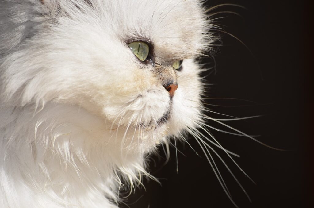 Die Entscheidung, welche Katzenrasse am besten zu dir passt, hängt von deinem Lebensstil, deinen Vorlieben und deinen Möglichkeiten ab. Jede Katzenrasse hat ihre Besonderheiten, und es lohnt sich, vor der Anschaffung genau hinzusehen. In diesem Artikel erfährst du alles, was du über verschiedene Katzenrassen wissen musst, damit du die perfekte Wahl treffen kannst.