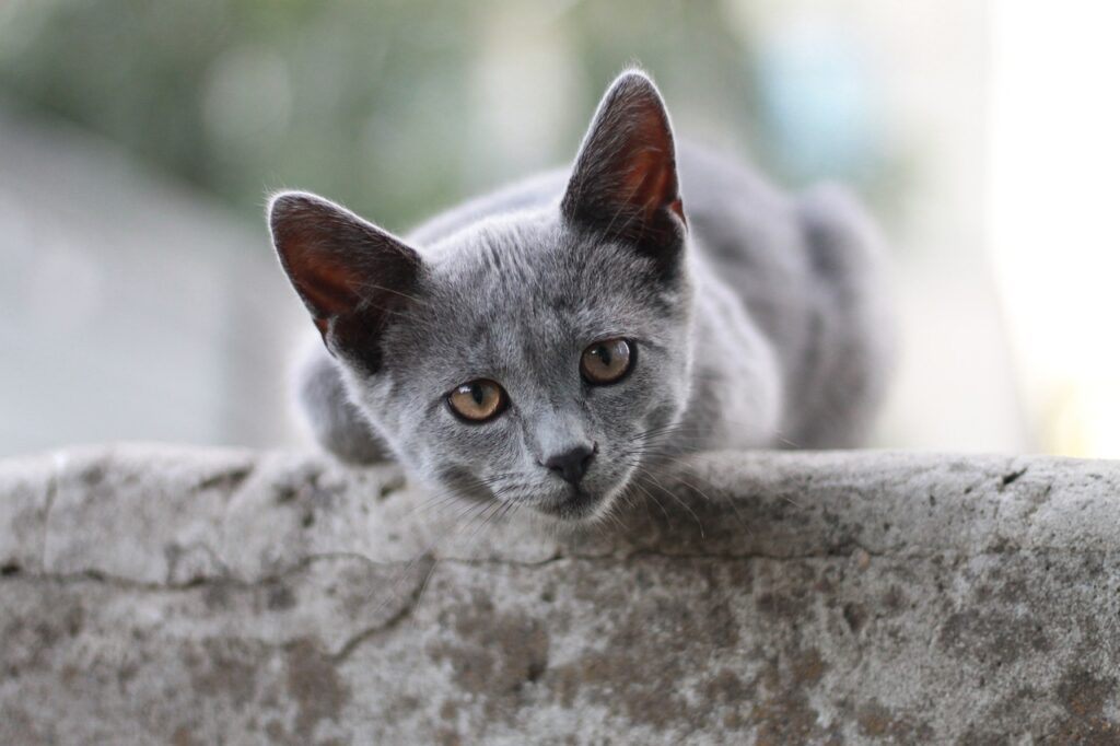 Die Britisch Kurzhaar ist für ihr ruhiges und ausgeglichenes Wesen bekannt. Diese Katzen sind anpassungsfähig und sowohl für Familien als auch für Einzelpersonen geeignet.