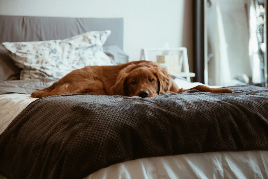 Hunde im Bett: Vor- und Nachteile des gemeinsamen Schlafens. Fokus auf Hygiene, emotionale Bindung und mögliche Auswirkungen auf den Schlaf."