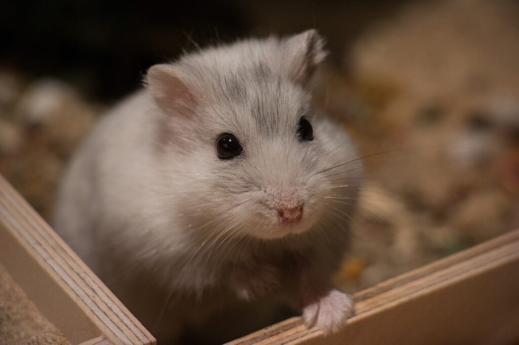 Jede Hamsterrasse hat einzigartige Merkmale, die auf ihre Herkunft und Lebensweise in der Natur zurückzuführen sind. In diesem Artikel erfährst du mehr über die Unterschiede der wichtigsten Hamsterrassen, ihre Ursprünge und Lebensbedingungen.