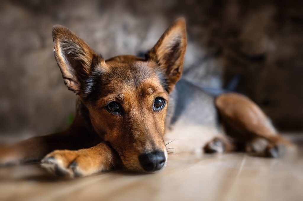 Die richtige Vorsorge ist der Schlüssel zur langen Gesundheit von deinem Hund. Die Sorge dafür trägt jeder verantwortungsvoller Hundehalter.