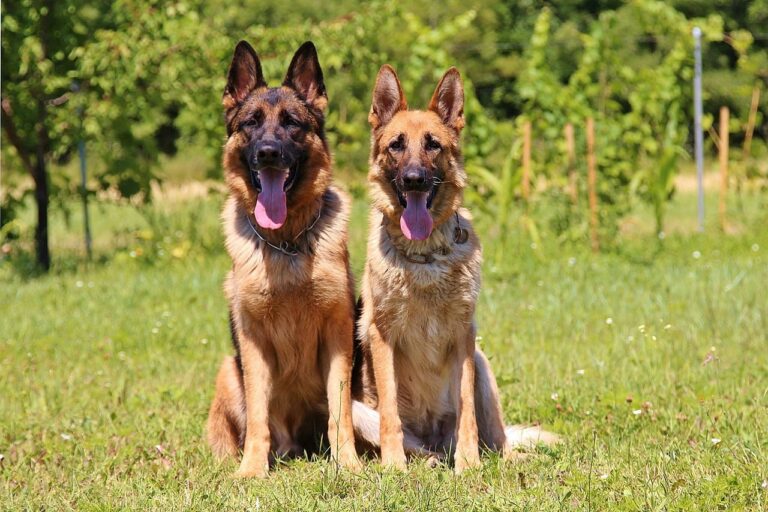 Hunderassen Deutscher Schäferhund