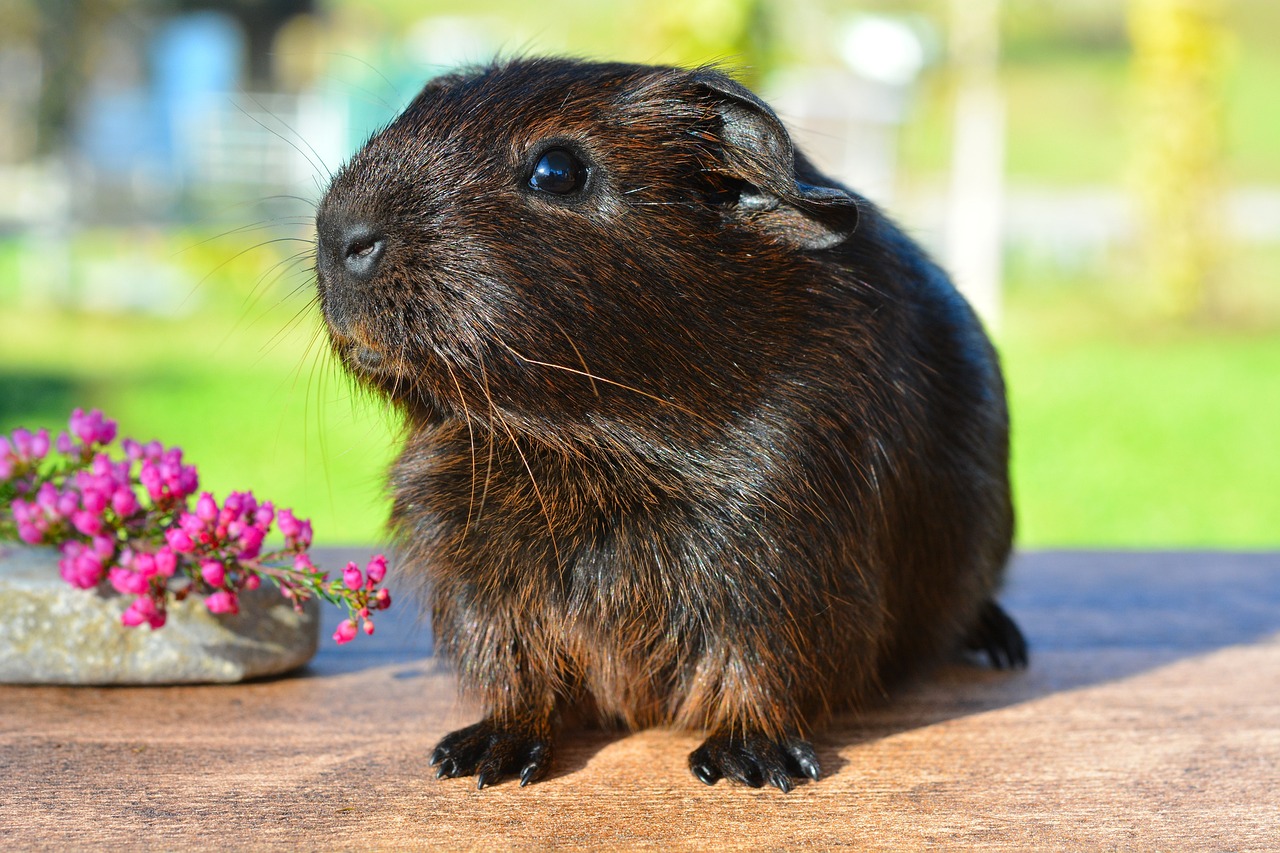 Satin Meerschweinchen