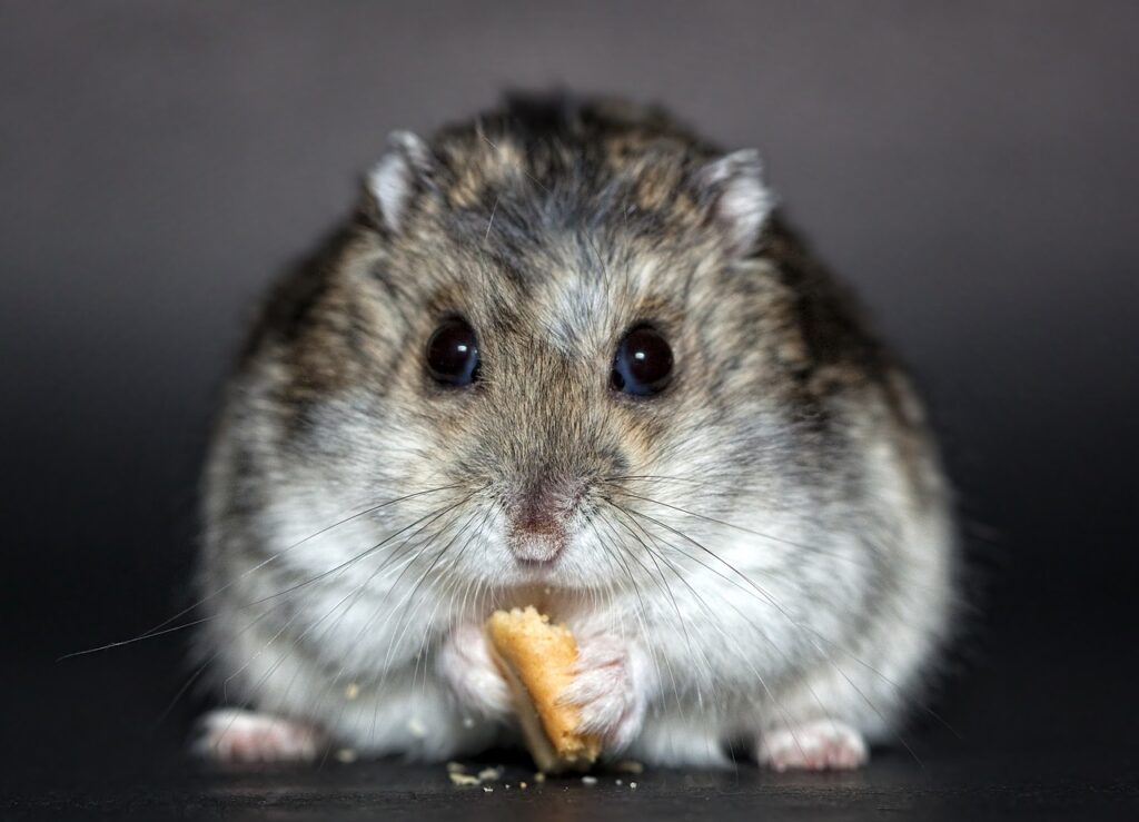 Passt ein Hamster zu mir? So findest du die perfekte Hamsterrasse Hamster sind kleine, faszinierende Haustiere, die viele Menschen mit ihrem niedlichen Aussehen und ihrer charmanten Art begeistern