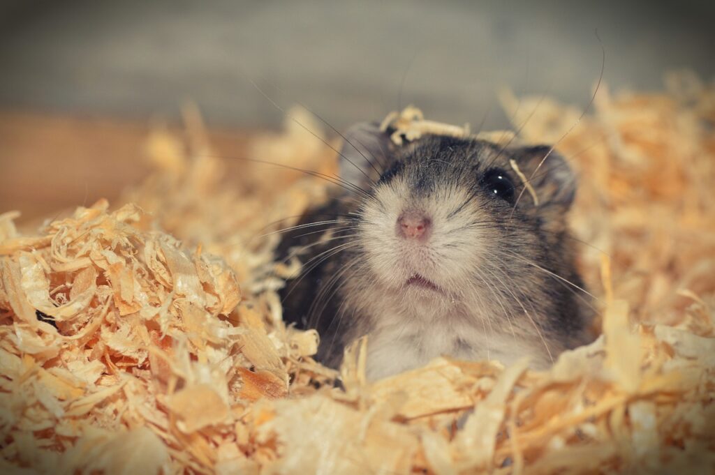 Hamster sind faszinierende kleine Tiere, die trotz ihrer Größe ein erstaunlich komplexes Verhalten zeigen.