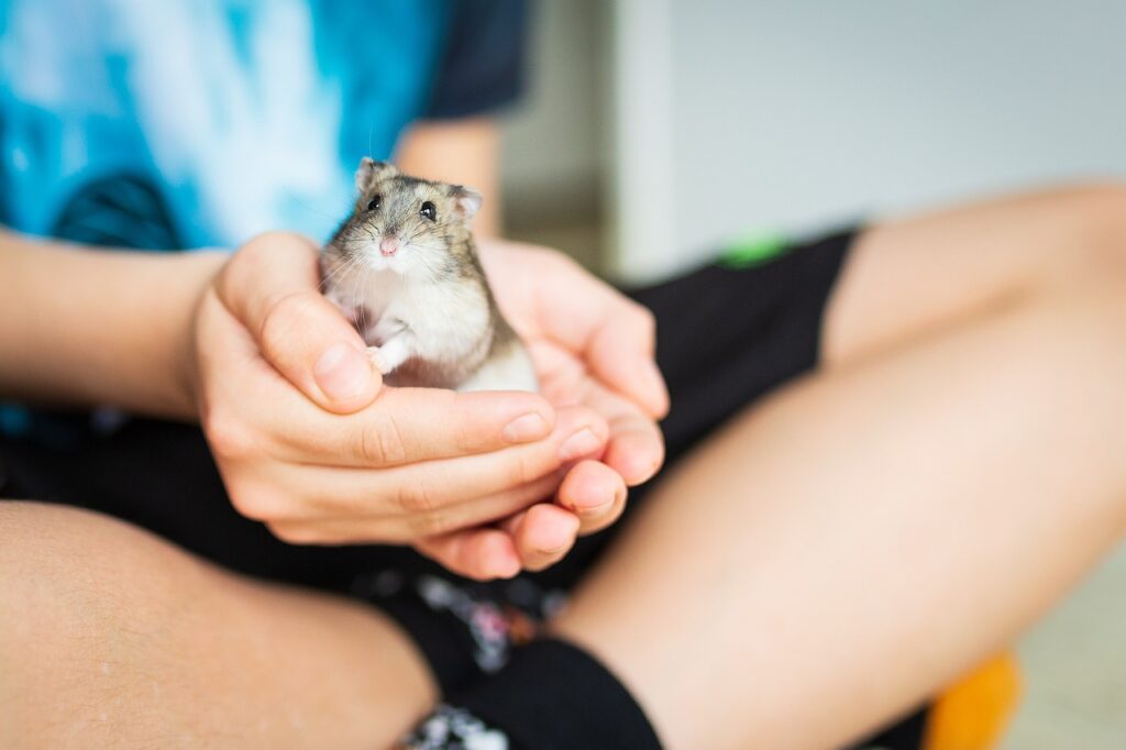 Es lohnt sich, die Kosten im Vorfeld genau zu kalkulieren, um sicherzustellen, dass du die finanziellen Mittel und den zeitlichen Aufwand für die Haltung eines Hamsters aufbringen kannst.