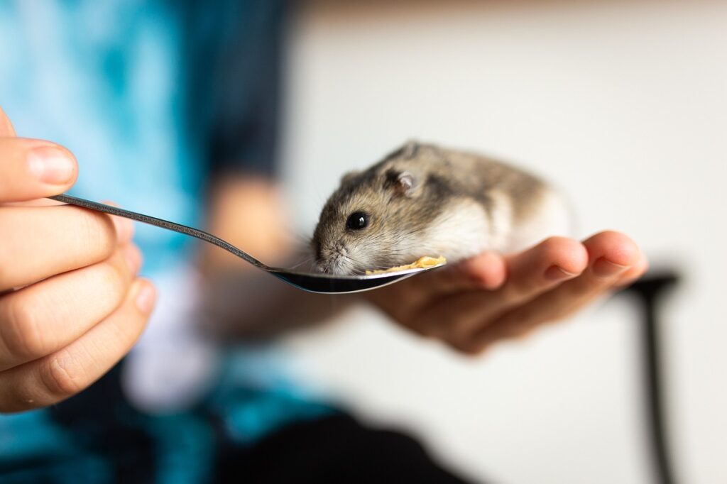 Futter für deinen Hamster: Die Ernährung deines Hamsters ist einer der wichtigsten Faktoren für ein gesundes und langes Leben.