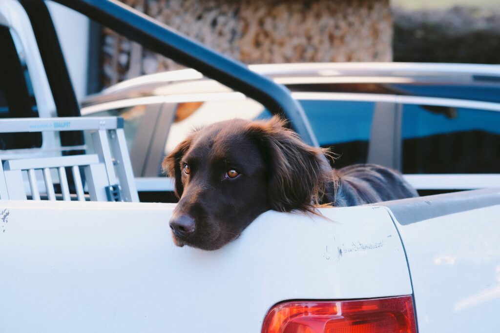 Erfahre mehr über die Kritik an der Tierschutztransportverordnung (TierSchTrV), ihre Schwachstellen und mögliche Verbesserungen für den Schutz von Tieren.