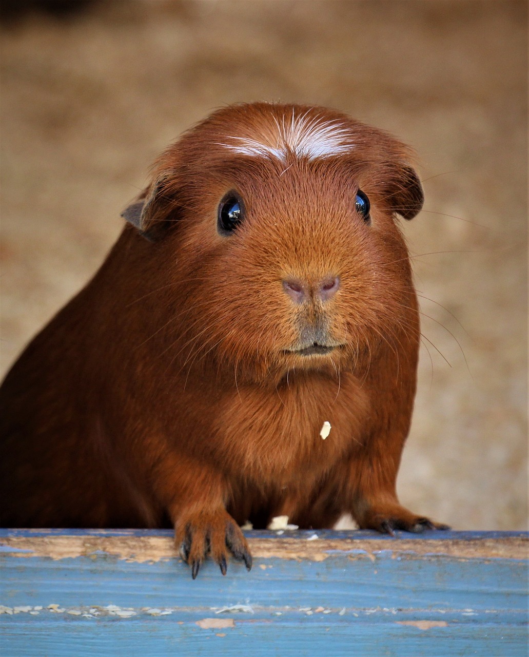 American Crested Meerschweinchen