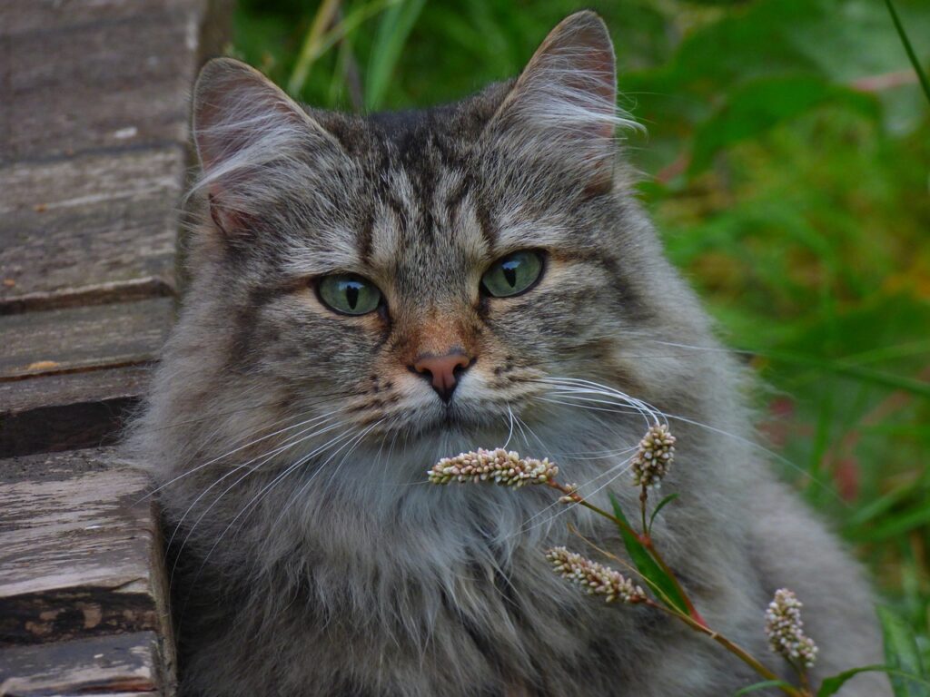 Welche Katzenrasse passt zu dir? Die Entscheidung für eine Katzenrasse ist eine spannende, aber auch verantwortungsvolle Aufgabe. Jede Rasse hat ihren eigenen Charakter, spezifische Bedürfnisse und besondere Eigenschaften. Hier erfährst du, welche Rasse am besten zu deinem Lebensstil passt.