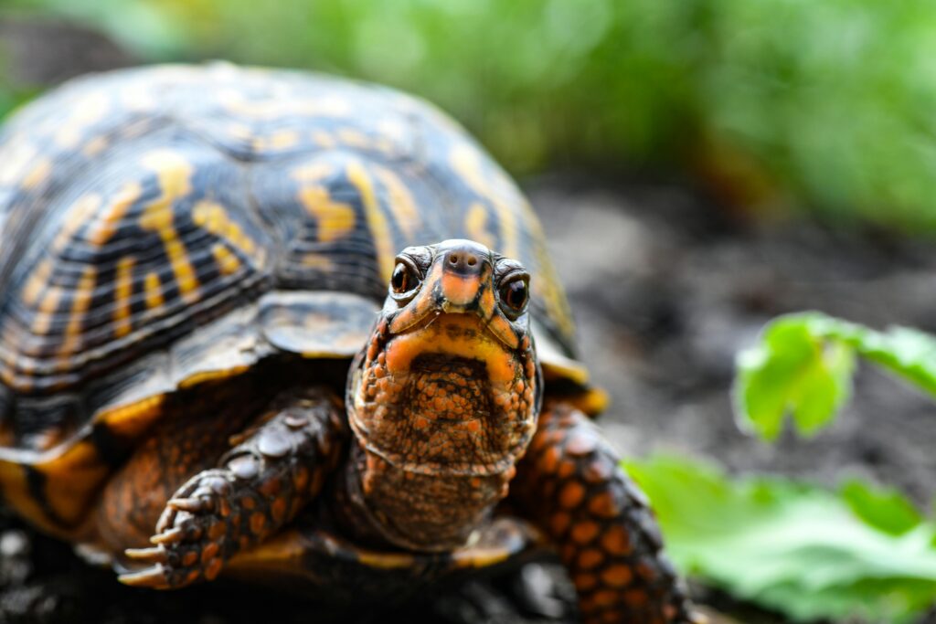 Hier findest du eine Übersicht über die Kosten beim Halten einer Schildkröte: Anschaffung, Ausstattung und laufende Kosten.