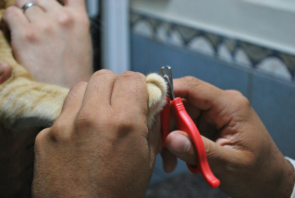 Durch gezielte Gesundheitsvorsorge kannst du Krankheiten vorbeugen, frühzeitig erkennen und das Wohlbefinden deines Stubentigers sichern. Hier erfährst du alles, was du über die Gesundheitsvorsorge bei Katzen wissen musst.