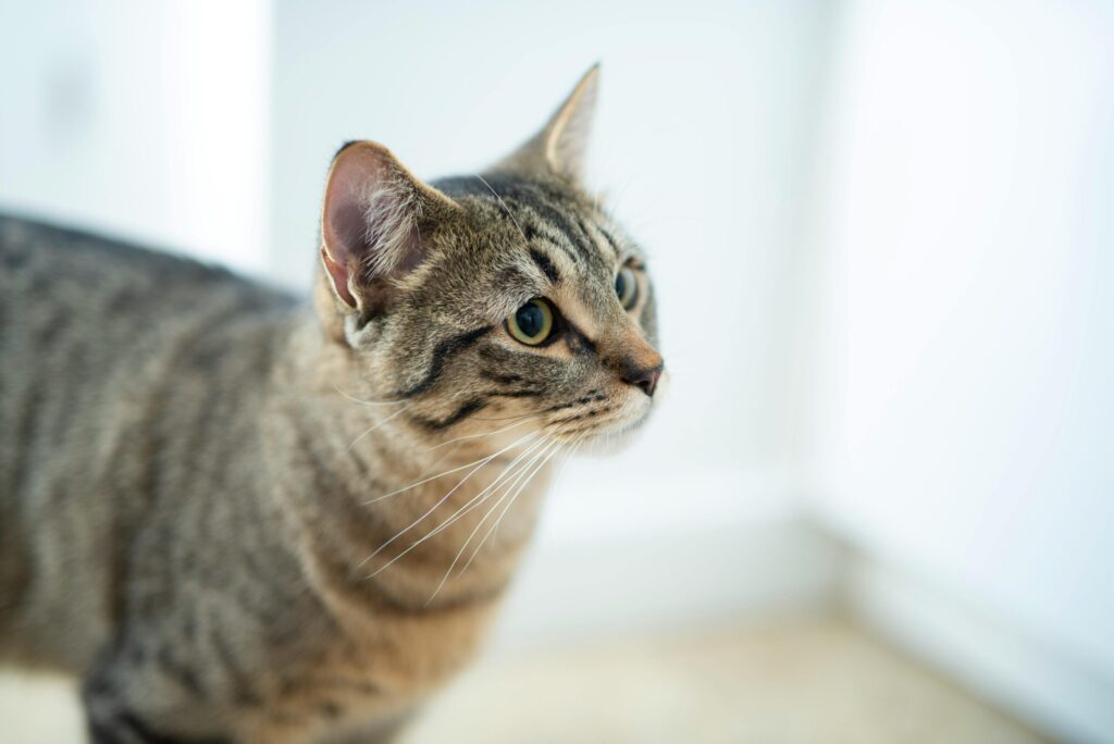 Katze Kosten: Erfahre alles über Anschaffung, laufende Ausgaben und Vorsorge, um dein Leben mit einer Katze optimal zu planen.