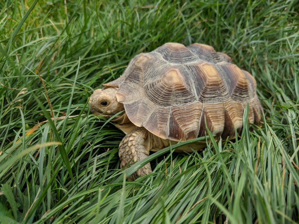 Schildkröte Krankheiten, gesund auf Wiese