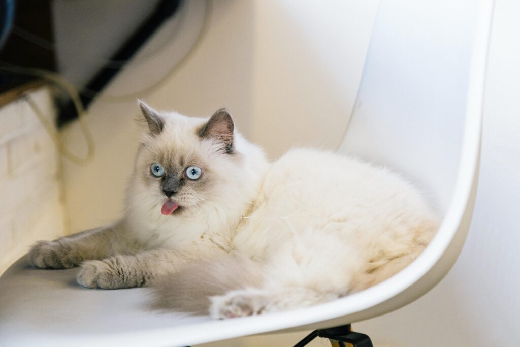 Ragdolls sind sanft, anhänglich und ausgeglichen. Sie folgen ihren Menschen oft auf Schritt und Tritt. Diese Katzen sind ideal für Familien oder Mehrkatzenhaushalte. Obwohl ihr Fellpflegebedarf moderat ist, solltest du sie regelmäßig bürsten.