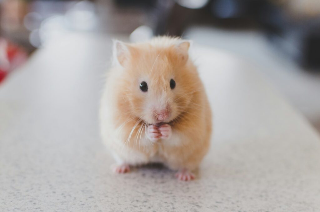 Hamster im Bett: Vor- und Nachteile des gemeinsamen Schlafens. Erfahren Sie alles zu Hygiene, Sicherheit und alternativen Möglichkeiten für Ihren Hamster.