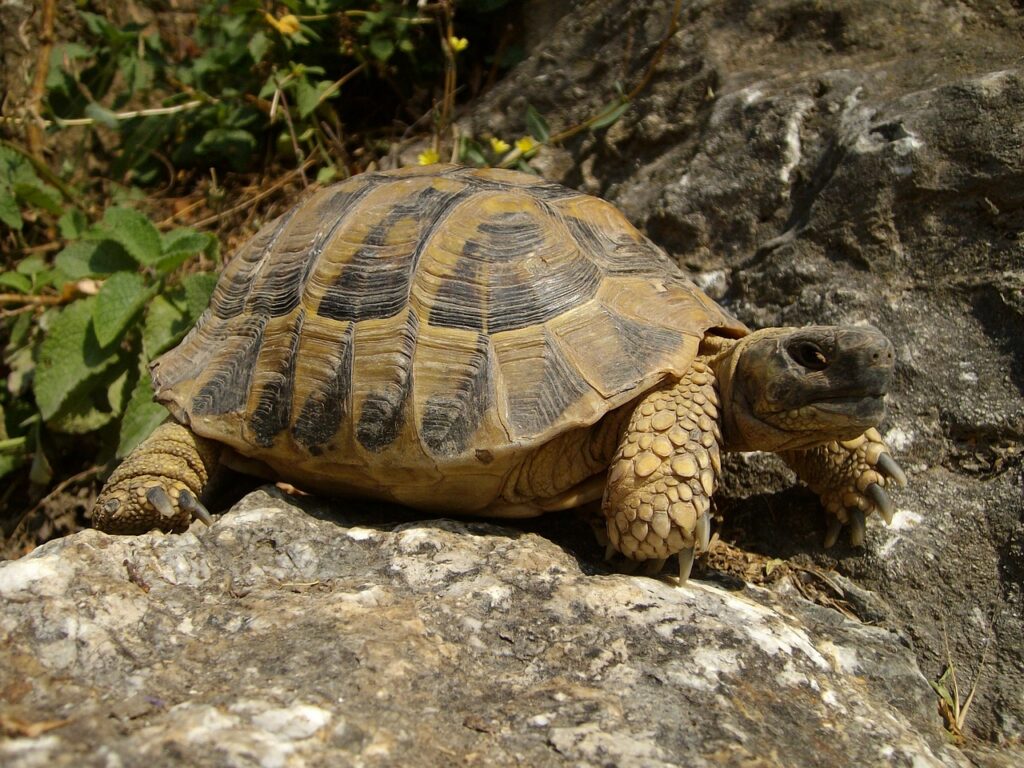 Schildkröten sind faszinierende Beobachtungstiere, deren natürliches Verhalten es zu respektieren und zu fördern gilt.