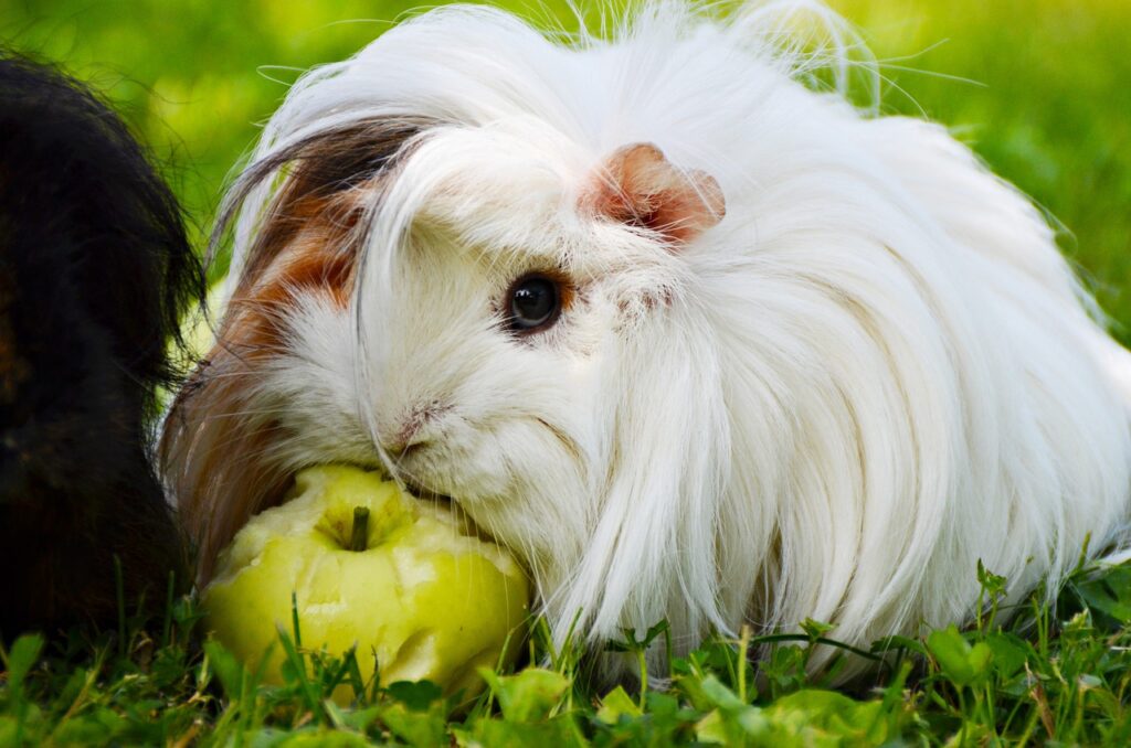 Angora Meerschweinchen, peruanisches Meerschweinchen