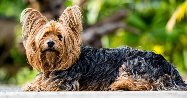 Hunderassen Yorkshire Terrier