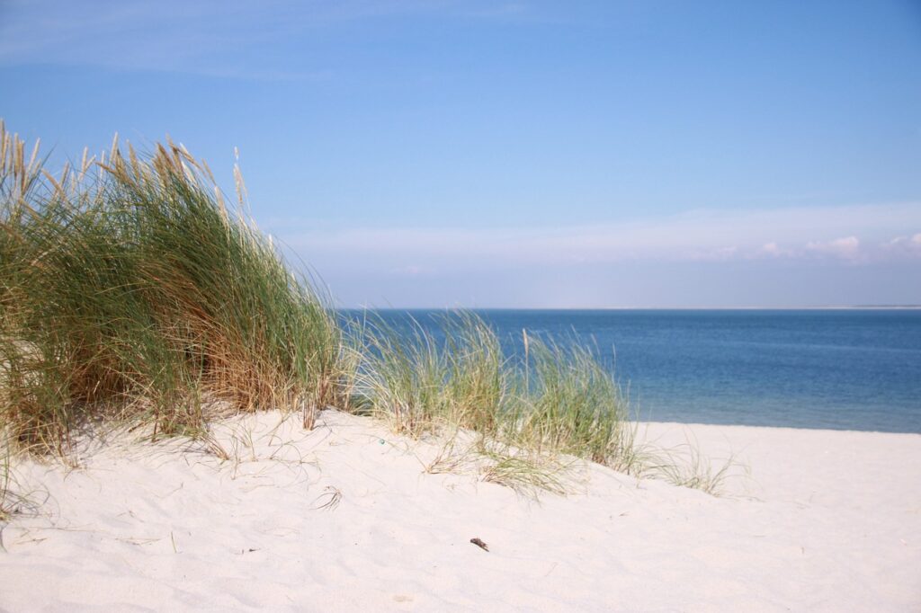 Unechte Karettschildkröten wurden auf Sylt und Amrum angespült.