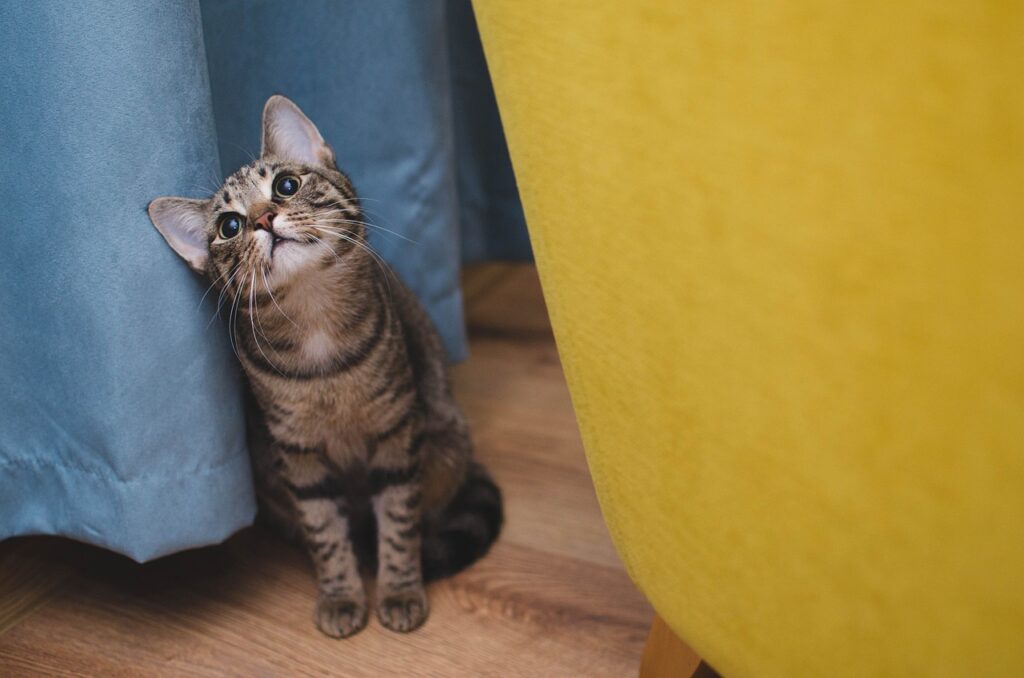 Katze Bewegung Wohnung: So bleibt deine Katze fit und aktiv mit interaktiven Spielen, Kletterstrukturen und intelligenten Routinen.