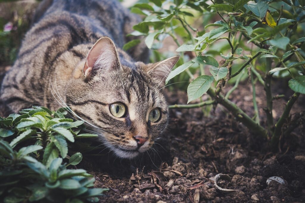 Giftige Pflanzen für Katzen können gefährlich sein. Erfahre, welche Pflanzen giftig sind und wie du deine Katze davor schützen kannst.