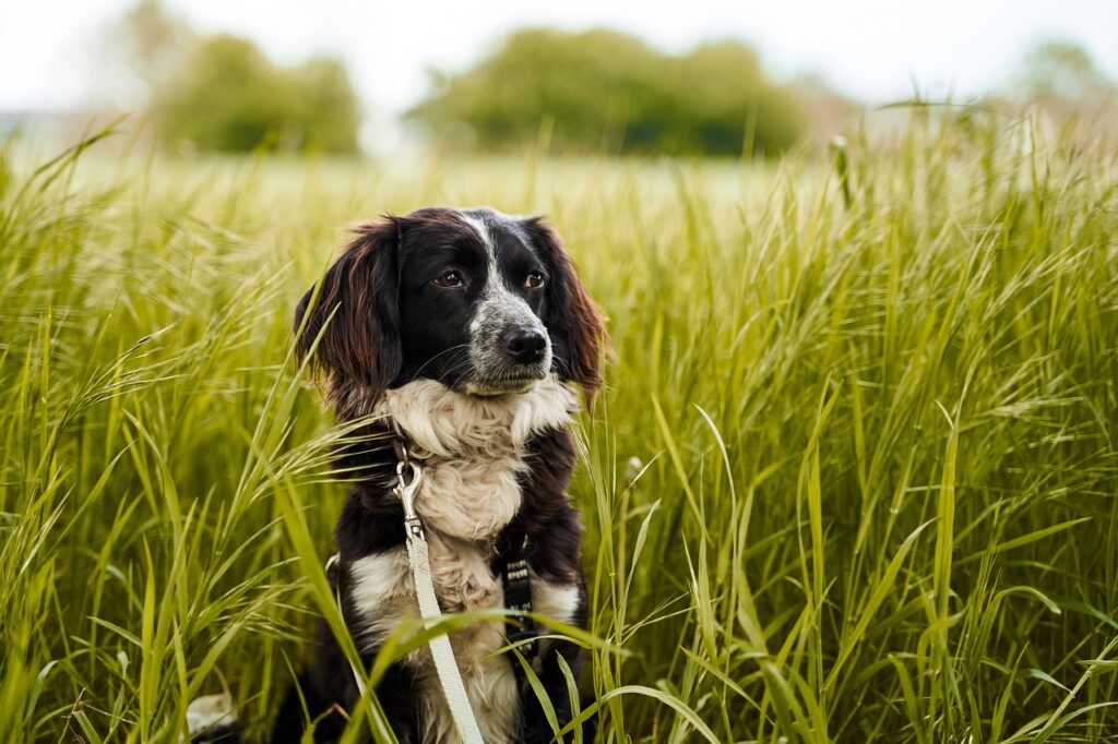 Giftige Pflanzen Hunde: Erfahre, welche Zimmer- und Gartenpflanzen für Hunde gefährlich sind und wie du Vergiftungen vermeidest.