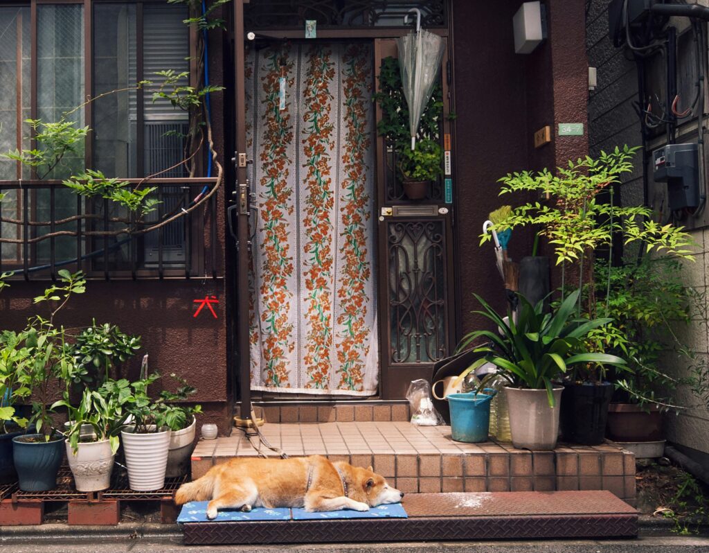 Beschwerden über Hunde in Tokyo steigen weiter an In den vergangenen Jahren haben sich die Beschwerden über Hunde in Tokyo deutlich erhöht. In den 23 Bezirken der Stadt wurden über 3.000 Meldungen registriert, wobei sich viele Anwohner über lautes Bellen und die unsachgemäße Entsorgung von Kot und Urin beklagen. Besonders während der COVID-19-Pandemie nahm die Anzahl der Beschwerden erheblich zu, da mehr Menschen Haustiere adoptierten und gleichzeitig sensibler auf Lärmbelästigung reagierten. Mehr Hundehaltungen seit der Pandemie sorgen für Probleme Mit der steigenden Zahl von Haustieren stiegen auch die Beschwerden. Ab 2020 verzeichnete Japan einen signifikanten Anstieg an Hunde-Adoptionen, wodurch die Lärmbelästigung in Wohngebieten zunahm. Viele Hundebesitzer arbeiten seit der Pandemie verstärkt von zu Hause aus und verbringen mehr Zeit mit ihren Tieren. Gleichzeitig sind Nachbarn jedoch empfindlicher gegenüber störenden Geräuschen, insbesondere durch häufiges und lautes Bellen. Anzahl der Hunde in Tokyo und ganz Japan Aktuell sind in Japan über sechs Millionen Hunde registriert, davon etwa 548.935 allein in Tokyo. Schätzungen gehen von fast 16 Millionen Hunden und Katzen aus, womit sie die Zahl der Kinder unter 15 Jahren übertreffen. Der Trend zur Haustierhaltung hält weiter an, was insbesondere in dicht besiedelten Stadtteilen zu zusätzlichen Herausforderungen führt. Entwicklung der Beschwerden pro Jahr Statistiken zeigen eine schwankende, aber insgesamt hohe Zahl an Beschwerden. Im Jahr 2019 wurden 3.012 Fälle gemeldet, während 2020 mit 3.983 Beschwerden ein Höchstwert erreicht wurde. Nach einem Rückgang im Jahr 2021 auf 3.152 Meldungen stiegen die Zahlen 2022 auf 3.427 und 2023 erneut auf 3.760. Besonders in den Bezirken Shinagawa und Ota, in denen Hunde- und Katzenbeschwerden gemeinsam erfasst werden, fällt eine genaue Differenzierung schwer. Auswirkungen auf das Zusammenleben in der Stadt Die pandemiebedingte Zunahme von Haustieren führte zu einer stärkeren Konfrontation mit Lärmbelästigung. Während 2019 noch rund 350.000 Adoptionen registriert wurden, schnellte die Zahl 2020 auf 416.000 hoch und liegt seitdem konstant bei etwa 400.000 pro Jahr. Die stärkere Hundehaltung, gepaart mit den engen Wohnverhältnissen in Tokyo, sorgt für Spannungen zwischen Tierhaltern und Nachbarn. Lärmbelästigung durch Hundebellen als Hauptproblem Fast die Hälfte aller eingereichten Beschwerden dreht sich um Lärm durch Hunde. Anwohner berichten von Schlafstörungen und anderen Beeinträchtigungen durch anhaltendes Bellen. Nach japanischem Recht kann übermäßiges Hundegebell als Lärmbelästigung eingestuft werden. Gerichte haben bereits entschieden, dass Hundehalter Maßnahmen ergreifen müssen, um Lärm zu reduzieren. Dabei spielen auch Lärmschutzstandards eine Rolle. In Wohngebieten liegt die erlaubte Dezibel-Grenze tagsüber bei 55 und nachts bei 45. Hundebellen kann jedoch Werte von 88 bis 100 Dezibel erreichen, was deutlich über diesen Vorgaben liegt und vergleichbar mit einem Staubsauger oder einem Klavier ist. Warum Hunde häufig bellen Häufiges und lautes Bellen kann verschiedene Ursachen haben. Stress, mangelnde Bewegung oder äußere Reize wie vorbeifahrende Fahrzeuge oder Passanten lösen bei vielen Hunden anhaltendes Bellen aus. Einige Halter kämpfen selbst mit der Kontrolle des Verhaltens ihrer Tiere, was die Situation zusätzlich erschwert. Experten raten zu Schulungen und professionellem Training, um das Problem zu minimieren und Beschwerden zu reduzieren. Zukunftsperspektiven für eine bessere Integration Die steigende Zahl der Beschwerden über Hunde in Tokyo zeigt, dass neue Maßnahmen zur besseren Integration von Haustieren in städtische Wohngebiete notwendig sind. Eine Kombination aus verantwortungsvoller Hundehaltung, verstärkter Aufklärung und klareren rechtlichen Regelungen könnte helfen, Konflikte zwischen Haltern und Nachbarn zu entschärfen.