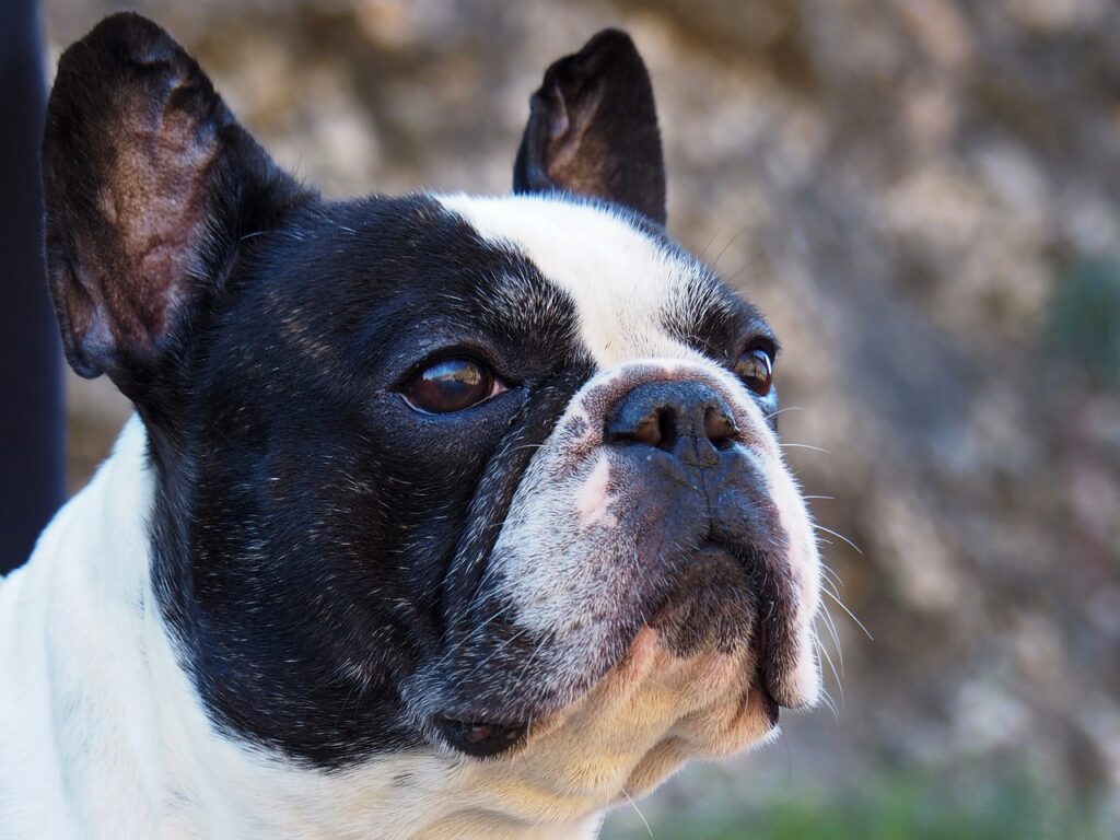 Französische Bulldogge