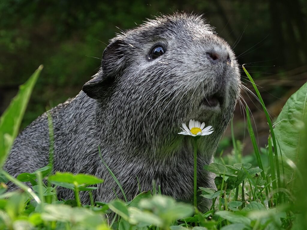 Ein sicherer Freilauf für Kleintiere verbindet artgerechte Gestaltung mit umfassendem Schutz – so schaffst du ein Paradies für Kaninchen und Meerschweinchen im Freien.