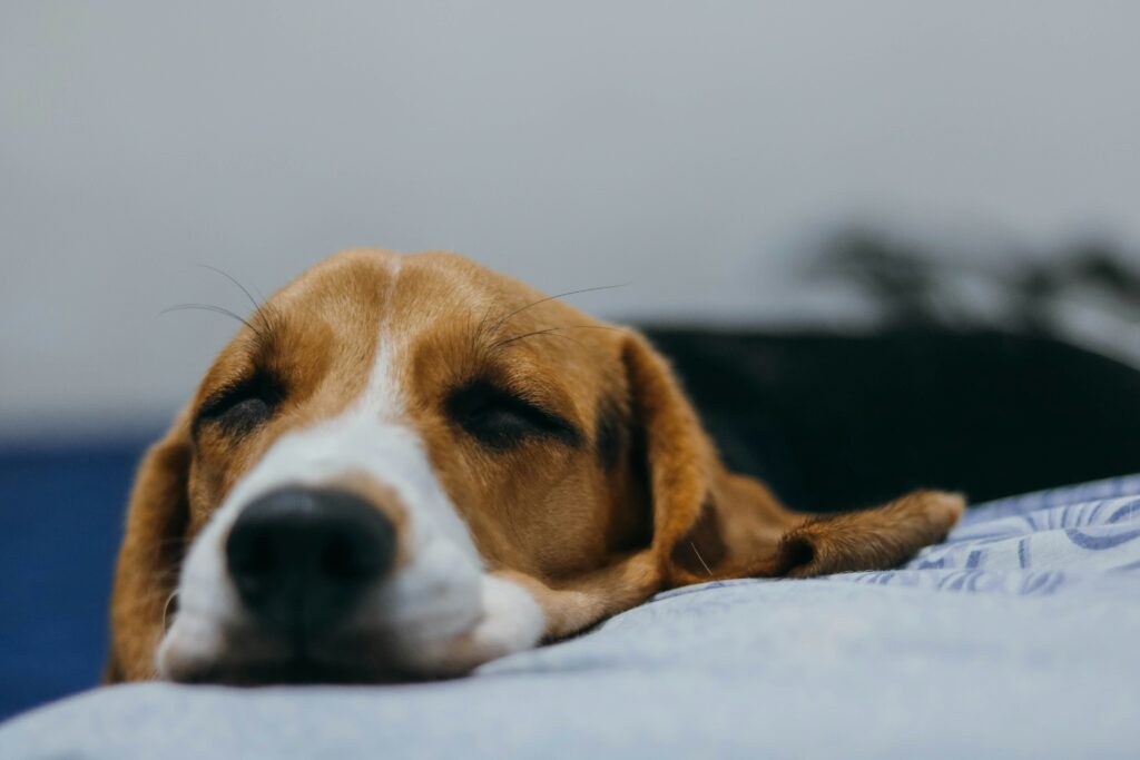 Erkältung beim Hund erkennen und behandeln: Ursachen, Symptome und Tipps zur Vorbeugung. Erfahre, wie du deinen Hund im Herbst und Winter schützt.