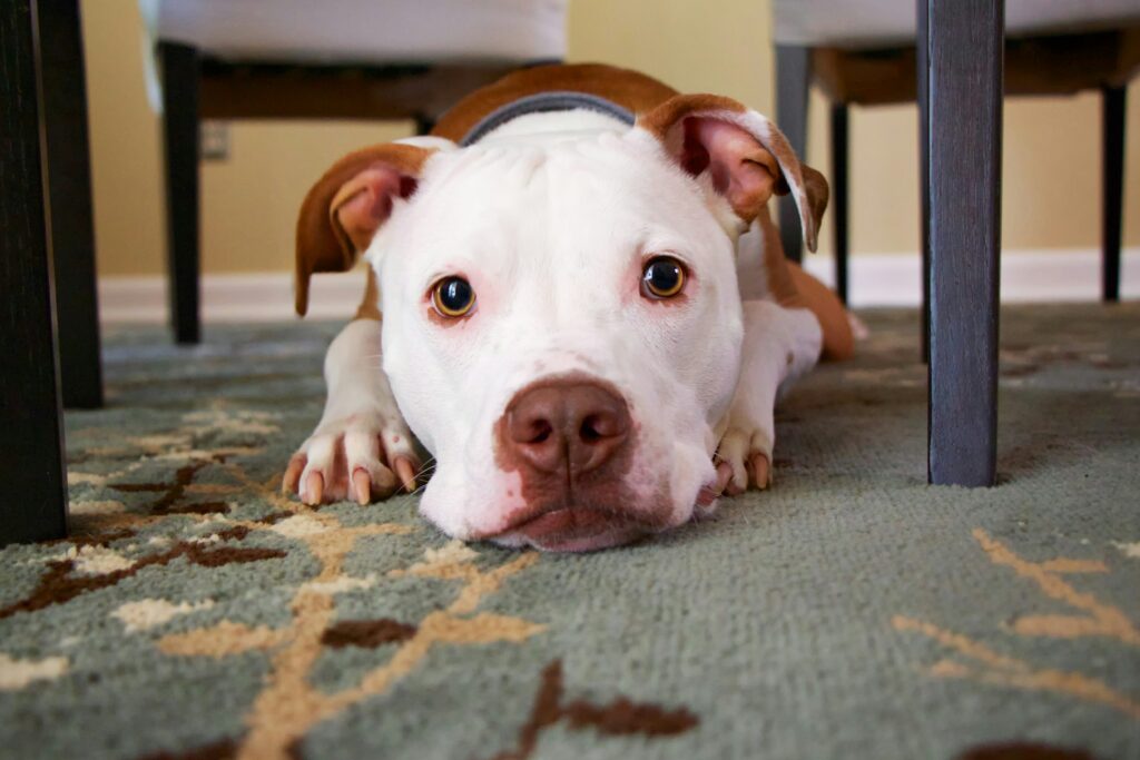 Können Hunde lügen? Studien zeigen, dass Hunde strategische Täuschungen einsetzen. Erfahre hier, wie Vierbeiner tricksen und ihre Halter beeinflussen. Haustier der Woche – Wir feiern eure tierischen Freunde!