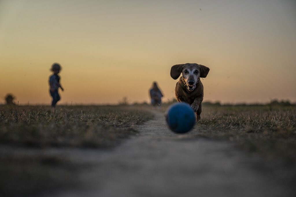 Abwechslungsreiche Hundespaziergänge gestalten: Entdecke kreative Ideen für spannende Routen, spielerisches Training und besondere Beschäftigungen unterwegs.