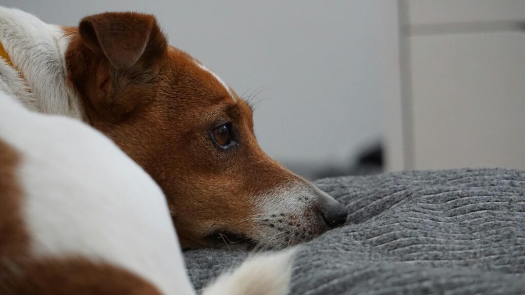 Zecken sind nicht nur lästig, sondern können auch gefährliche Krankheiten auf deinen Hund übertragen, weshalb du sie entfernen solltest.