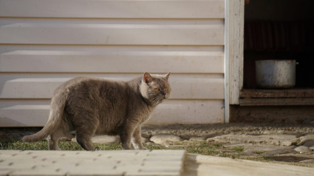 Zecken entfernen Katzen – Erfahre, wie du Zecken bei deiner Katze richtig entfernst, welche Hilfsmittel geeignet sind und wie du deine Katze vor Zeckenbefall schützt.