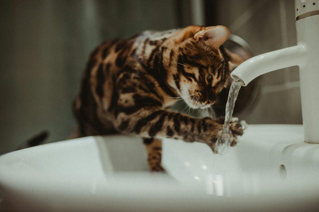 Die Reinigung des Katzenklos ist wichtig. Doch wie oft sollte das Katzenklo gereinigt werden, um eine optimale Hygiene zu gewährleisten?