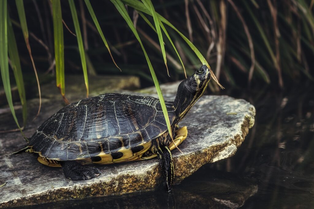 Der Lebensraum der Schildkröten umfasst Wüsten, Ozeane und Regenwälder. Erfahre, wie sich Schildkröten anpassen und warum Schutzmaßnahmen wichtig sind.