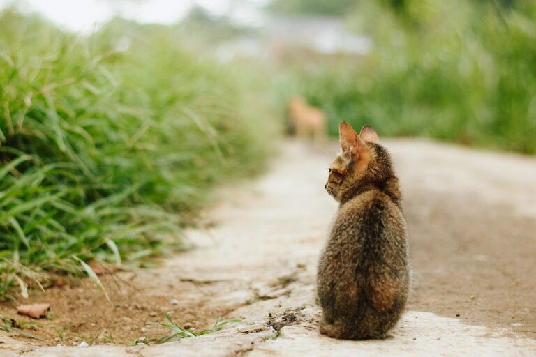 Straßenkatze Deutschland