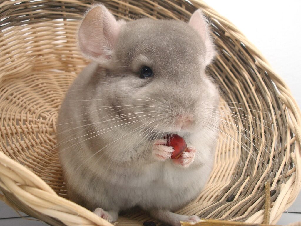 Aufgrund ihres weichen Fells und ihres verspielten Charakters erfreut sie sich die Chinchilla als Haustier wachsender Beliebtheit.