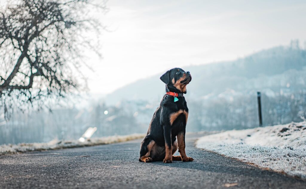Dein Hund hört draußen nicht auf dich? Erfahre, wie du mit gezieltem Training, cleverer Belohnung und einer stärkeren Bindung die Kommunikation verbesserst.