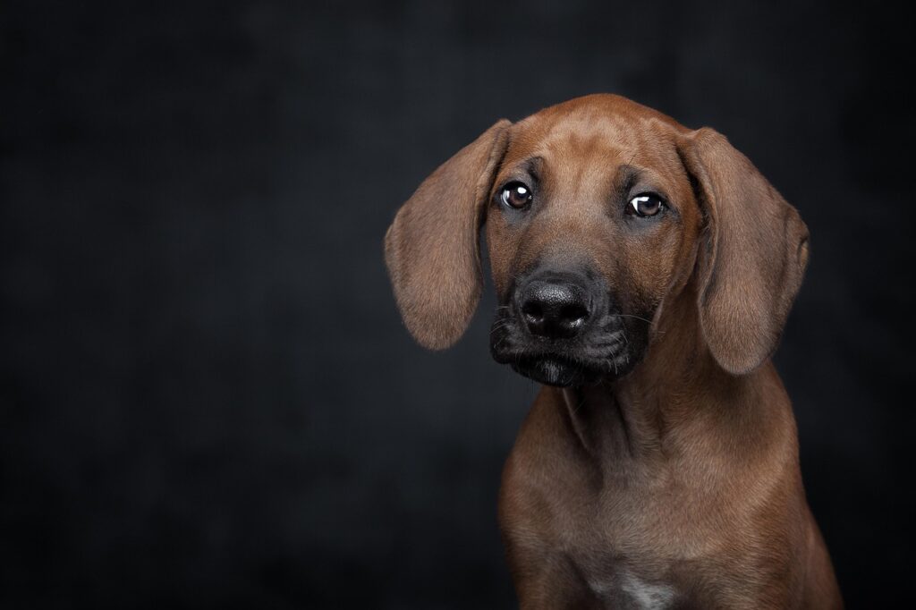 Dein Hund hat Angst vor Gewitter? Erfahre hier die Ursachen und hilfreiche Lösungen, um deinem Vierbeiner Sicherheit zu geben.