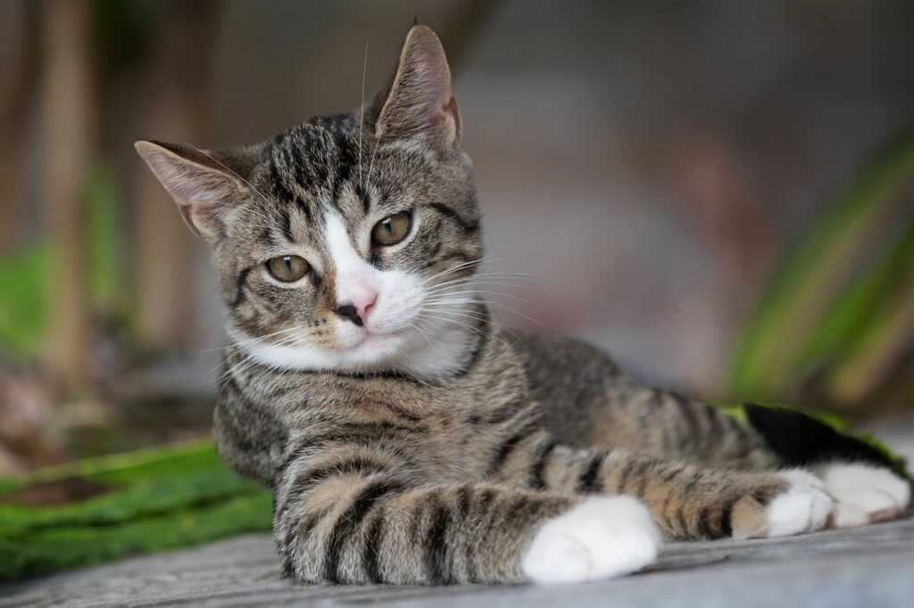 Erfahre, wie du deine Katze an Geschirr gewöhnen kannst und stressfreie Spaziergänge ermöglichst. Mit diesen einfachen Schritten wird das Training ein Erfolg.