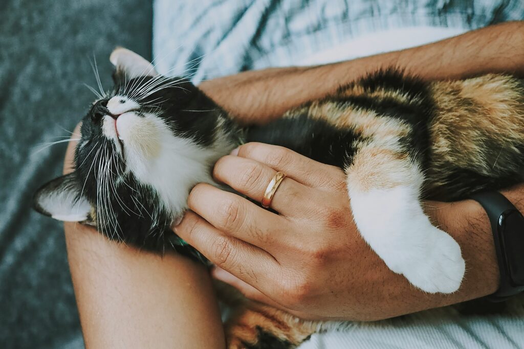 Erkennungszeichen für Zuneigung bei Katzen, wissenschaftliche Einblicke in ihre Emotionen und Methoden zur Stärkung der Bindung werden detailliert erläutert. liebt meine katze mich