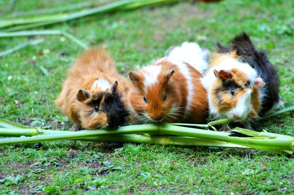 Meerschweinchen züchten