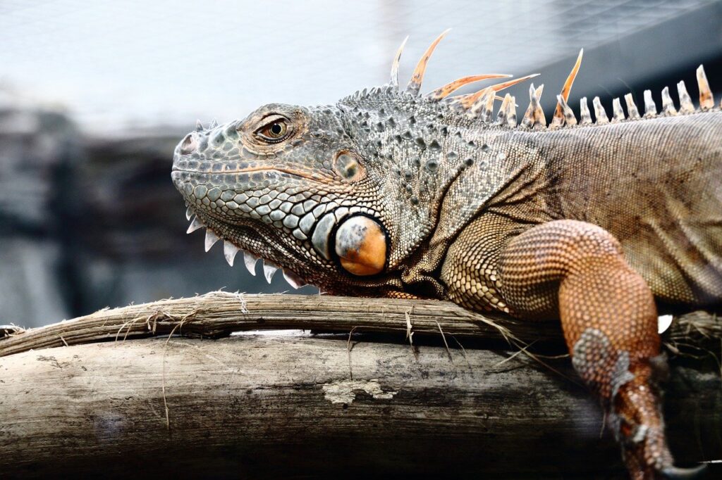 Erfahre, was ein Leguan als Haustier wirklich braucht – von Platzbedarf und Technik bis zur Fütterung und Pflege dieser exotischen Reptilien.